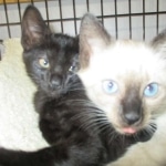 Luci, Savannah, F-7B, Snow, Female, DOB 5-30-18