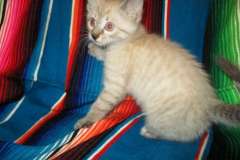 Maui, Savannah, F-7B, Snow, Female, DOB 6-3-17