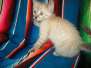 Maui, Savannah, F-7B, Snow, Female, DOB 6-3-17