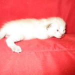 Savannah, F-7B, Snow , Female, DOB 6-3-17