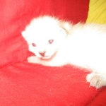 Savannah, F-7B, Snow , Female, DOB 6-3-17