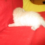 Savannah, F-7B, Snow , Female, DOB 6-3-17