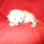 Savannah, F-7B, Snow , Female, DOB 6-3-17