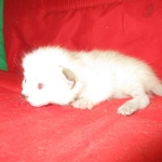 Savannah, F-7B, Snow , Female, DOB 6-3-17