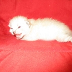 Savannah, F-7B, Snow , Female, DOB 6-3-17