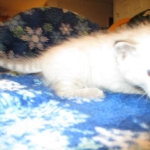 Savannah, F-7B, Snow , Female, DOB 6-3-17