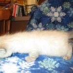 Savannah, F-7B, Snow , Female, DOB 6-3-17