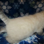 Savannah, F-7B, Snow , Female, DOB 6-3-17