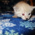 Savannah, F-7B, Snow , Female, DOB 6-3-17