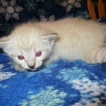 Savannah, F-7B, Snow , Female, DOB 6-3-17