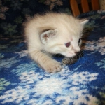 Savannah, F-7B, Snow , Female, DOB 6-3-17