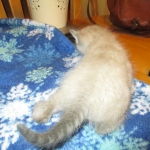 Savannah, F-7B, Snow , Female, DOB 6-3-17