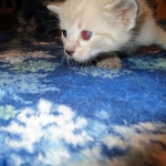 Savannah, F-7B, Snow , Female, DOB 6-3-17