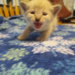 Savannah, F-7B, Snow , Female, DOB 6-3-17