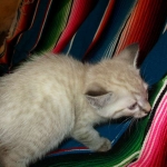 Savannah, F-7B, Snow , Female, DOB 6-3-17