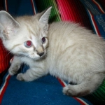 Savannah, F-7B, Snow , Female, DOB 6-3-17