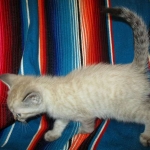 Savannah, F-7B, Snow , Female, DOB 6-3-17