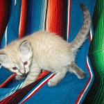 Savannah, F-7B, Snow , Female, DOB 6-3-17