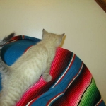 Savannah, F-7B, Snow , Female, DOB 6-3-17