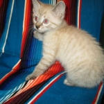 Savannah, F-7B, Snow , Female, DOB 6-3-17