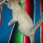 Savannah, F-7B, Snow , Female, DOB 6-3-17