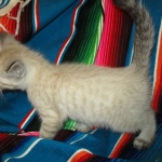 Savannah, F-7B, Snow , Female, DOB 6-3-17