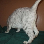 Savannah, F-7B, Snow , Female, DOB 6-3-17