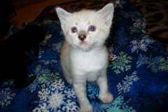 Juju Savannah F-7B Snow Female DOB 7-29-16