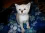 Juju Savannah F-7B Snow Female DOB 7-29-16