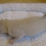 Savannah, Snow, female, DOB 7-29-16