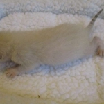 Savannah, Snow, female, DOB 7-29-16