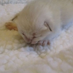 Savannah, Snow, female, DOB 7-29-16