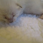 Savannah, Snow, female, DOB 7-29-16