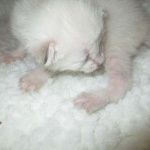 Savannah, Snow, female, DOB 7-29-16