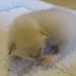 Savannah, Snow, female, DOB 7-29-16