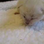 Savannah, Snow, female, DOB 7-29-16