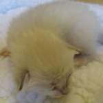 Savannah, Snow, female, DOB 7-29-16