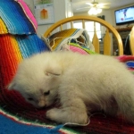 Savannah, Snow, female, DOB 7-29-16