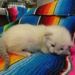 Savannah, Snow, female, DOB 7-29-16