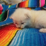 Savannah, Snow, female, DOB 7-29-16