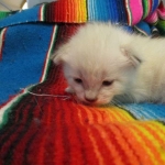 Savannah, Snow, female, DOB 7-29-16