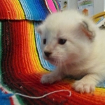 Savannah, Snow, female, DOB 7-29-16