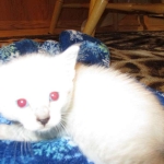 Savannah, Snow, female, DOB 7-29-16