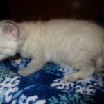 Savannah, Snow, female, DOB 7-29-16