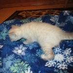 Savannah, Snow, female, DOB 7-29-16