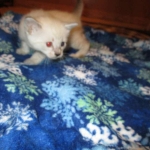 Savannah, Snow, female, DOB 7-29-16