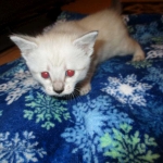 Savannah, Snow, female, DOB 7-29-16