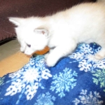 Savannah, Snow, female, DOB 7-29-16