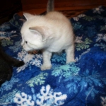 Savannah, Snow, female, DOB 7-29-16