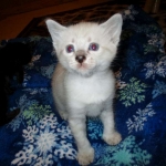 Savannah, Snow, female, DOB 7-29-16